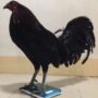 Gamefowl Digital Weighing... 