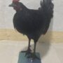 Gamefowl Digital Weighing... 