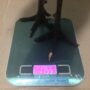 Gamefowl Digital Weighing... 